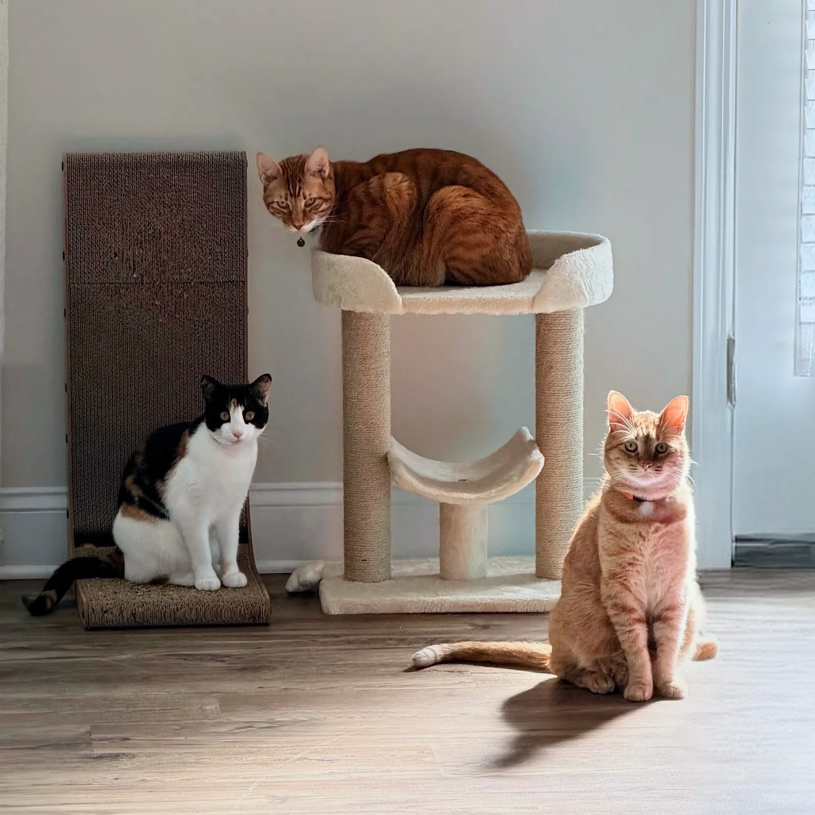 Willow, Earl und Bailey, drei Katzen, rund um einen Kratzbaum